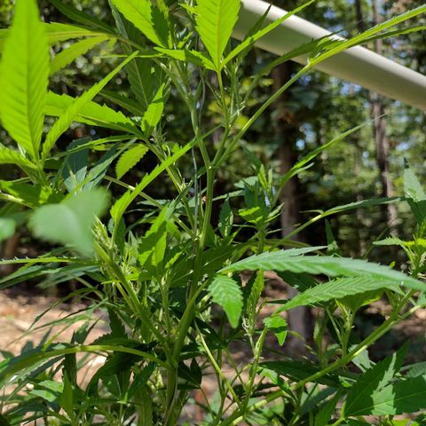 Unknown  growlog timeline photo