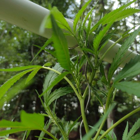 Unknown  growlog timeline photo