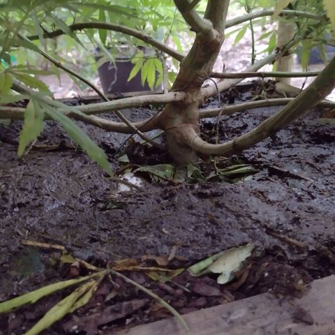Unknown  growlog photo: Added layer of fermented chicken manure 