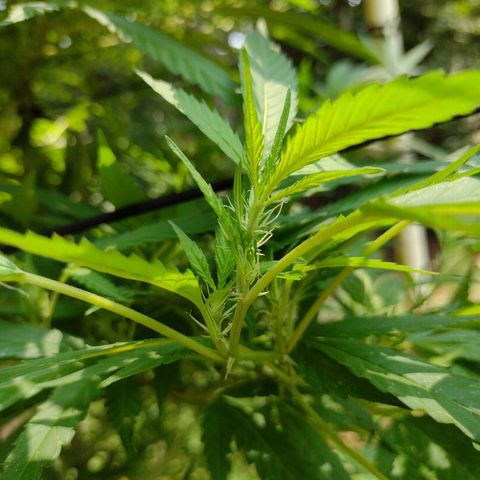 Unknown  growlog photo: Support added 