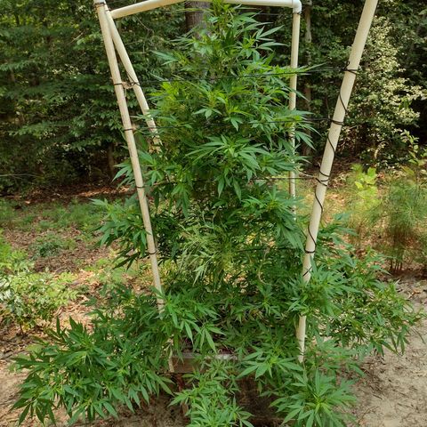 Unknown  growlog photo: Support added 