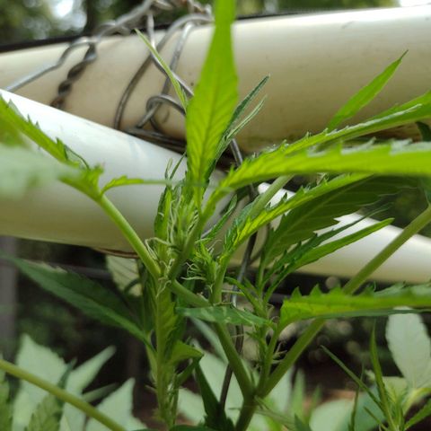 Unknown  growlog photo: Support added 