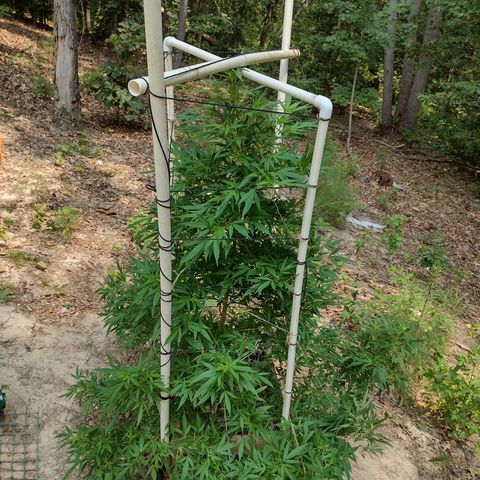 Unknown  growlog photo: Support added 