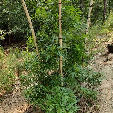 Unknown  growlog photo: Support added 