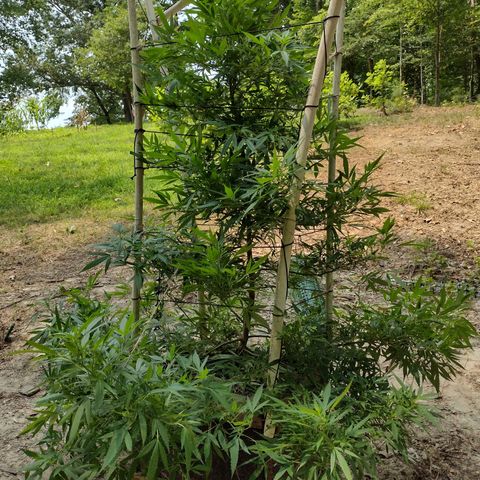 Unknown  growlog photo: Support added 