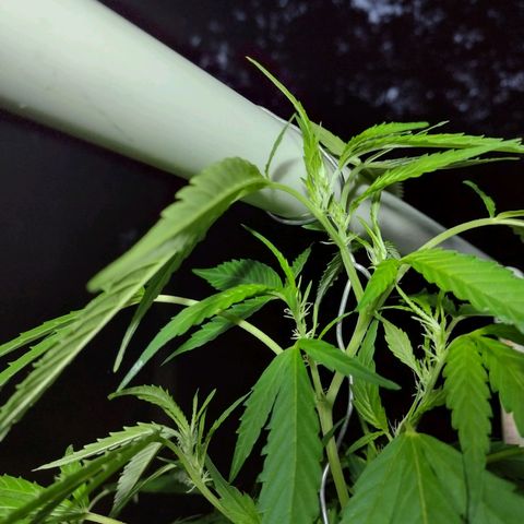 Unknown  growlog timeline photo