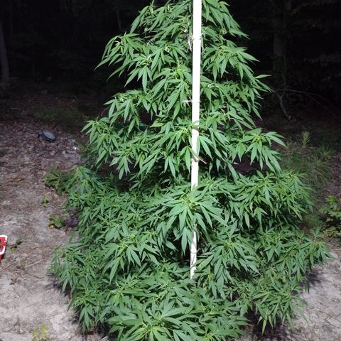 Unknown  growlog timeline photo