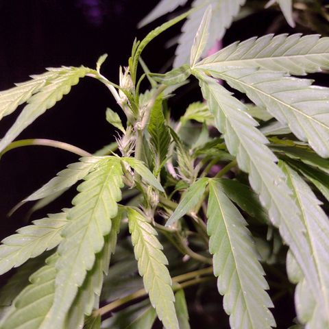 Unknown  growlog timeline photo