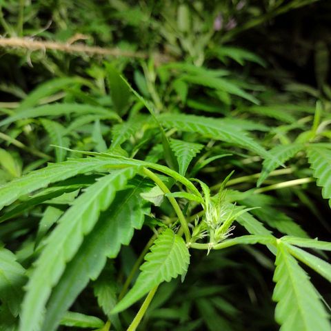 Unknown  growlog timeline photo