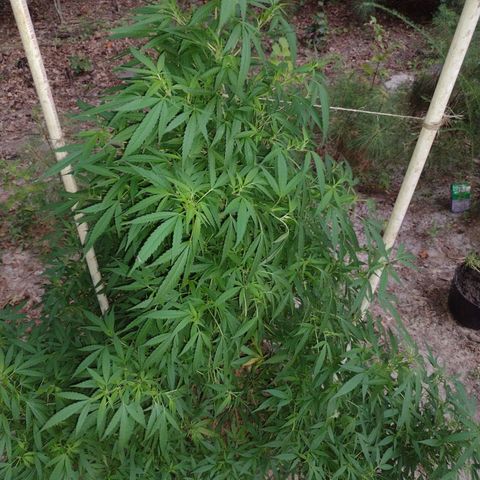 Unknown  growlog timeline photo