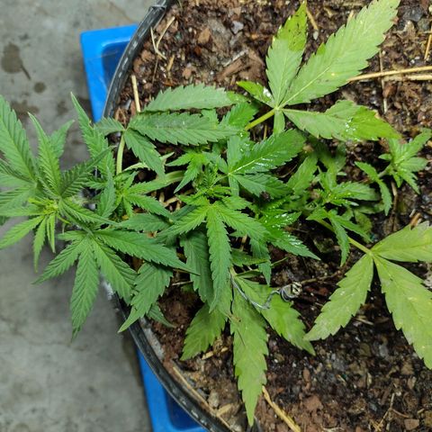 Blue Dream growlog photo: Topdressed: fermented chicken manure, bio matter 