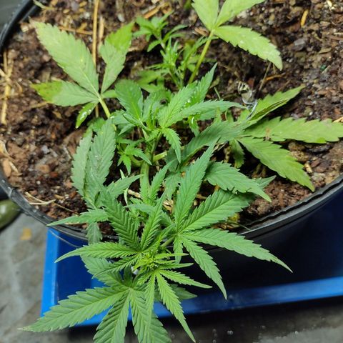 Blue Dream growlog photo: Topdressed: fermented chicken manure, bio matter 