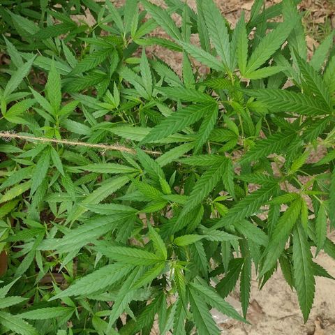 Unknown  growlog timeline photo