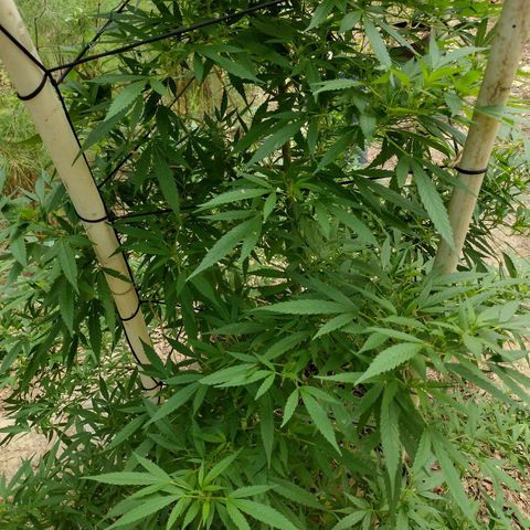 Unknown  growlog timeline photo
