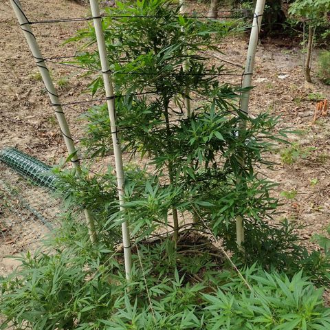 Unknown  growlog timeline photo