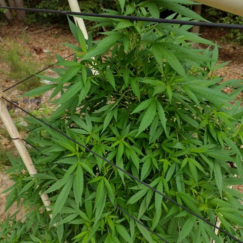 Unknown  growlog timeline photo