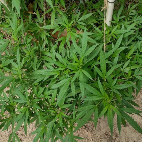 Unknown  growlog timeline photo