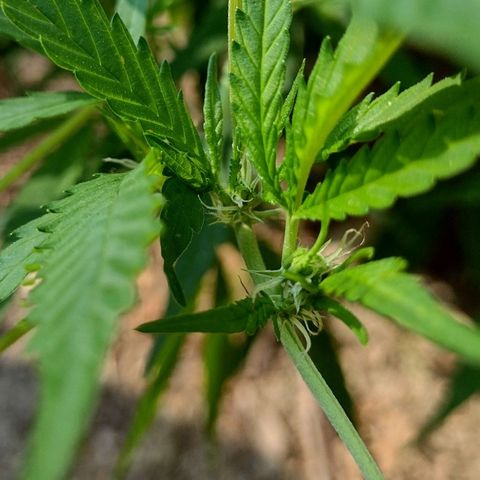 Unknown  growlog timeline photo