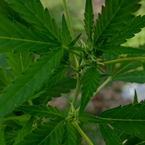 Unknown  growlog timeline photo