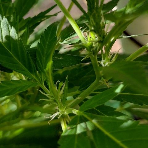 Unknown  growlog timeline photo