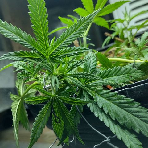 Blue Dream growlog timeline photo