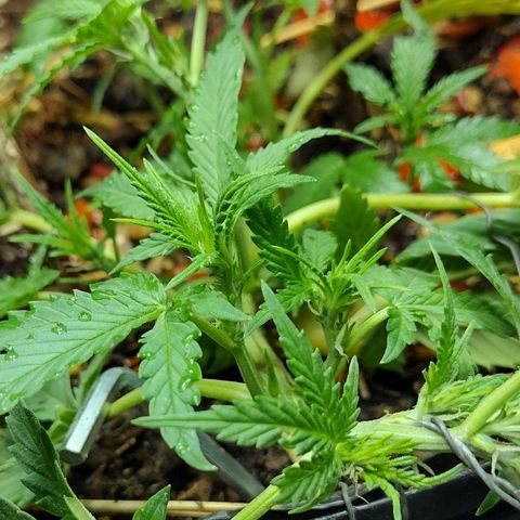Blue Dream growlog timeline photo