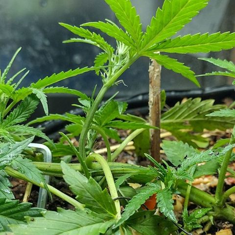 Blue Dream growlog timeline photo