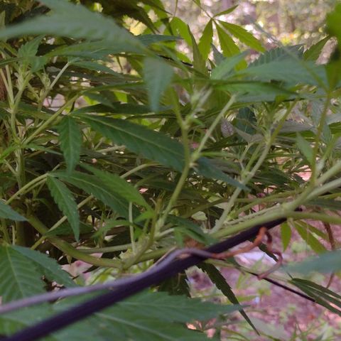 Unknown  growlog timeline photo
