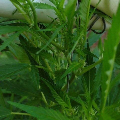 Unknown  growlog timeline photo