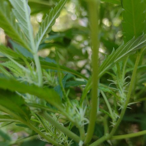 Unknown  growlog timeline photo