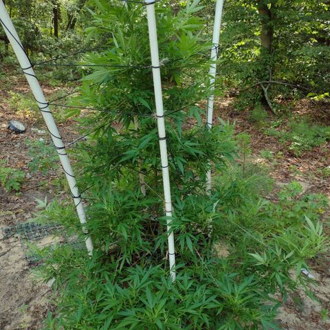 Unknown  growlog timeline photo
