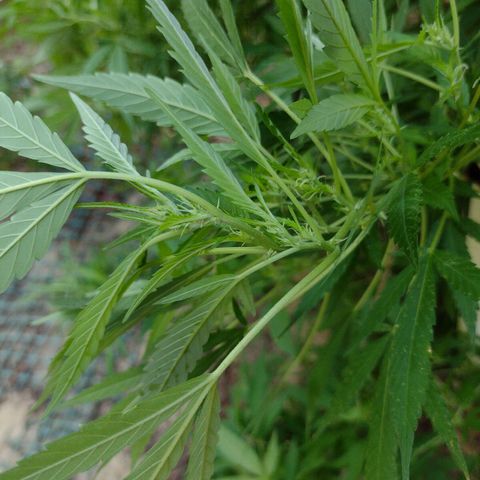 Unknown  growlog timeline photo