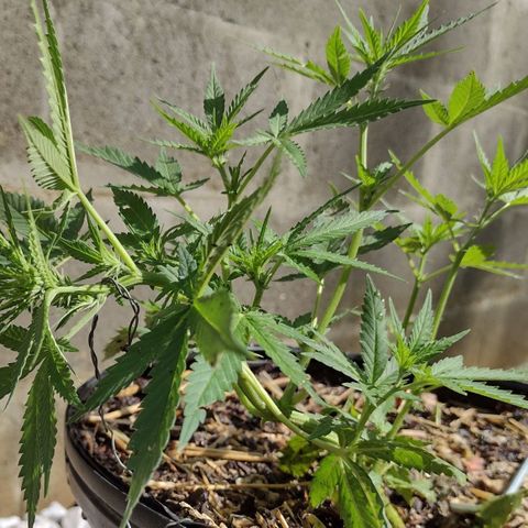 Blue Dream growlog timeline photo