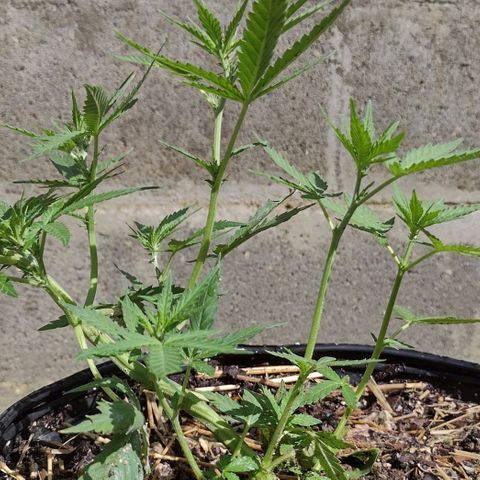 Blue Dream growlog timeline photo