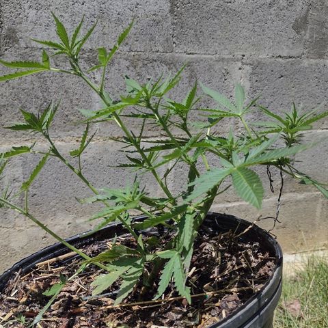 Blue Dream growlog timeline photo