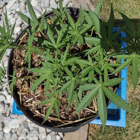 Blue Dream growlog timeline photo