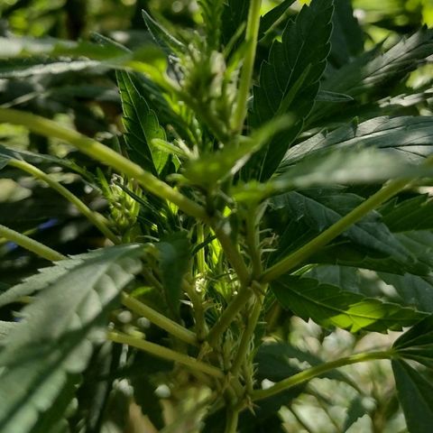 Unknown  growlog timeline photo