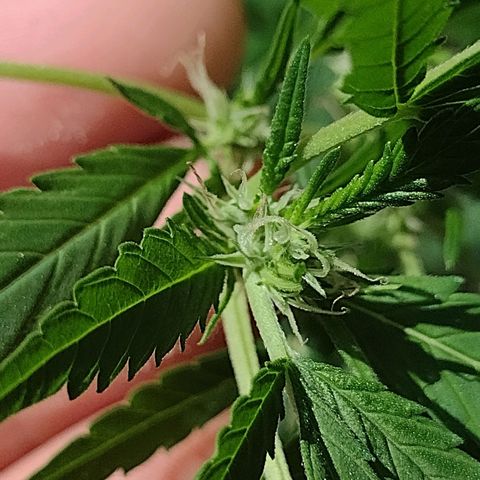 Unknown  growlog timeline photo
