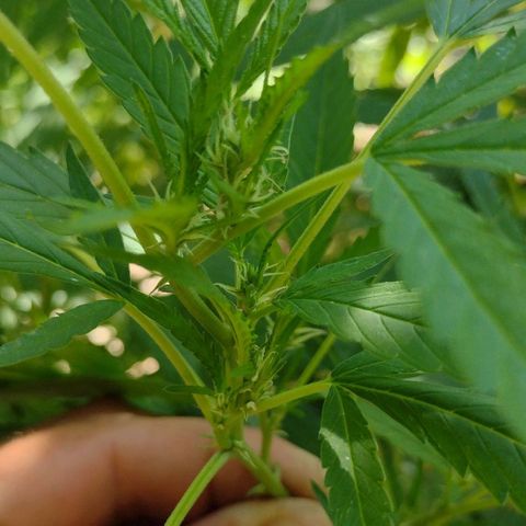 Unknown  growlog timeline photo