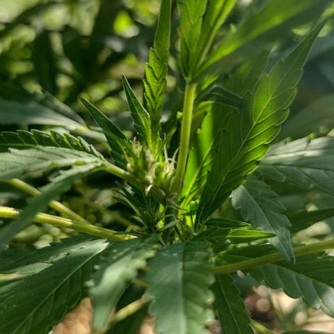Unknown  growlog timeline photo