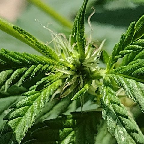 Unknown  growlog timeline photo