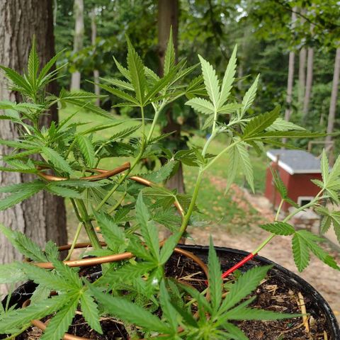 Blue Dream growlog timeline photo