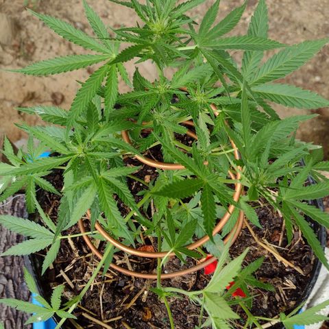 Blue Dream growlog timeline photo