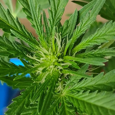 Blue Dream growlog timeline photo