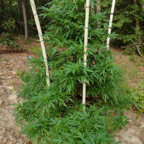 Unknown  growlog timeline photo