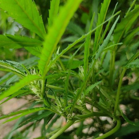 Unknown  growlog timeline photo