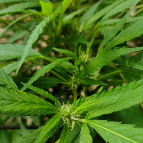 Unknown  growlog timeline photo