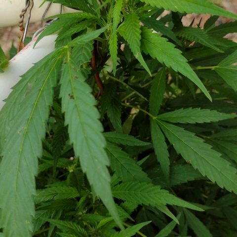 Unknown  growlog timeline photo