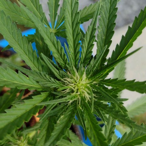 Blue Dream growlog timeline photo