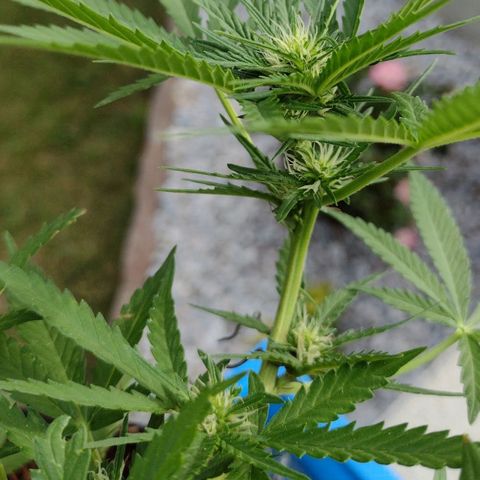 Blue Dream growlog timeline photo